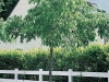 Celtis australis